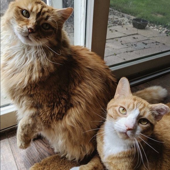 Meet your Posher, Ciara - Picture 3 of 5